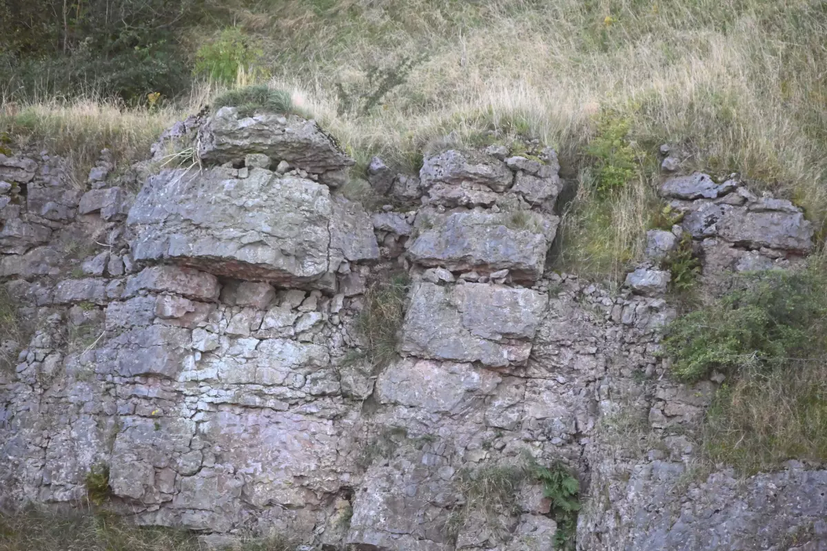 12 Sept 2024: West Cumbria, Empty barn Owl Nest, all the chicks have fledged