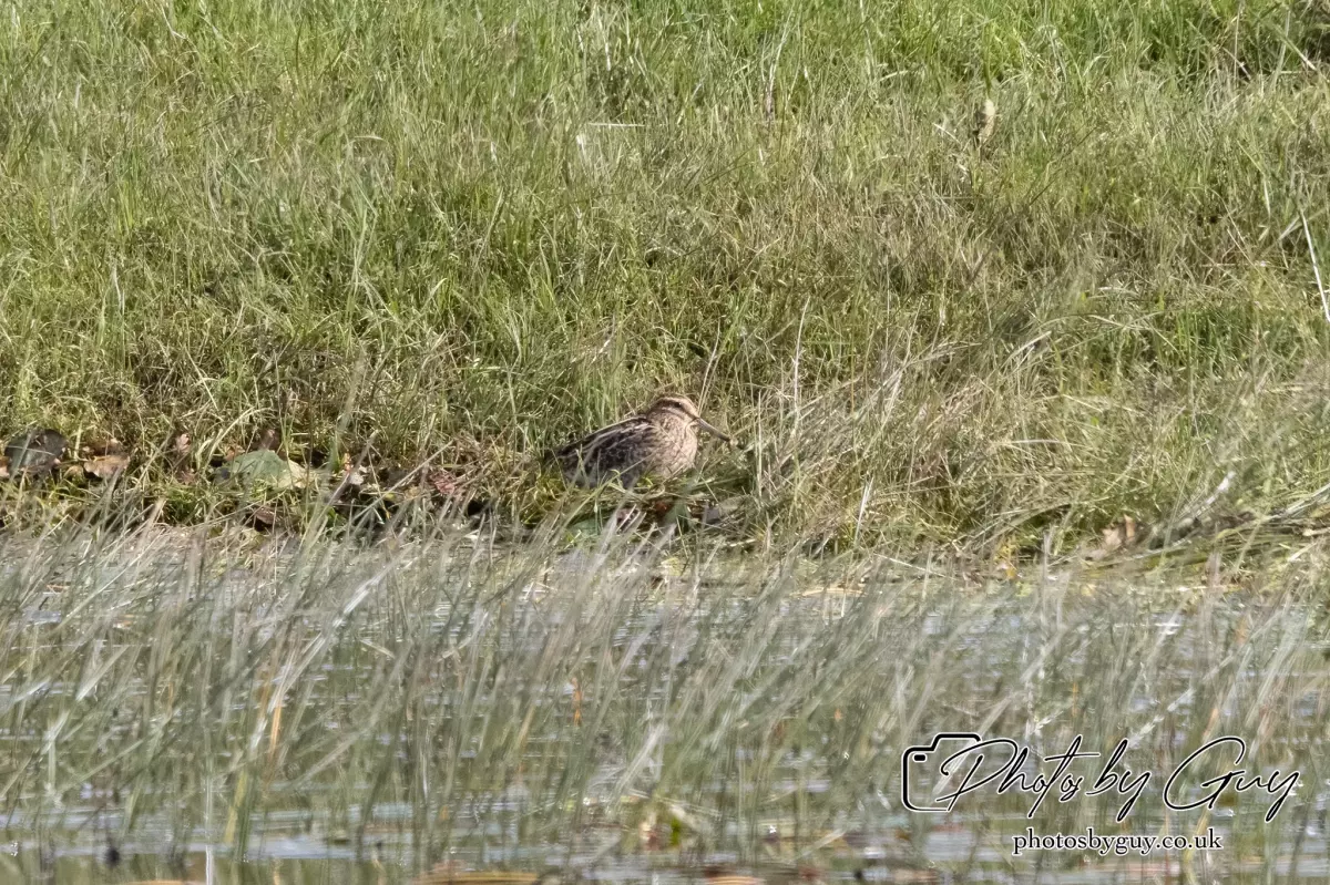 12 Sept 2024: West Cumbria, Parkside, Common Snipe