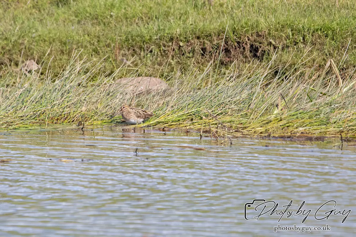 12 Sept 2024: West Cumbria, Parkside, Common Snipe
