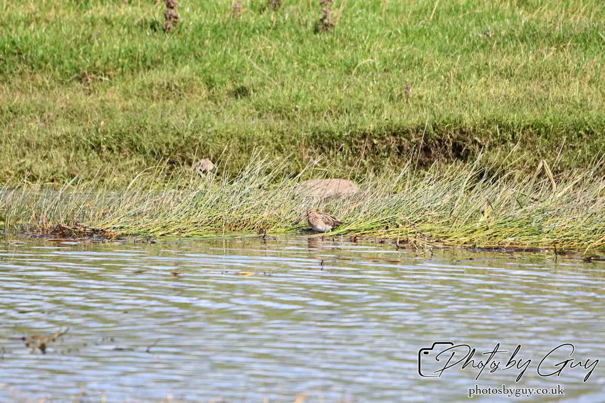 12 Sept 2024: West Cumbria, Parkside, Common Snipe