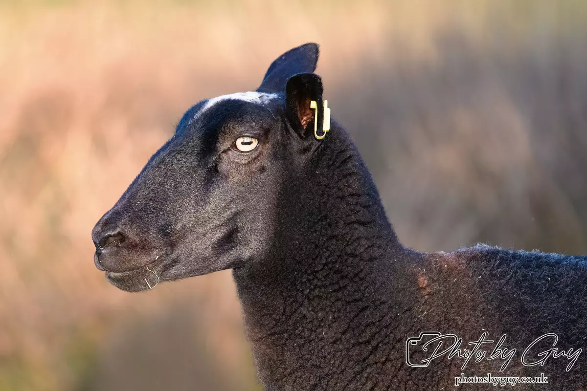 12 Sept 2024: West Cumbria, Parkside, Black sheep