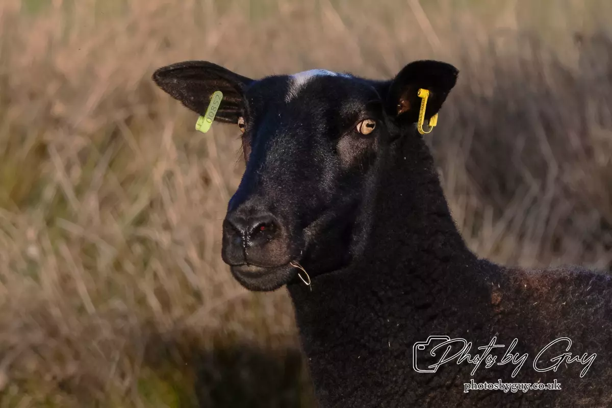 12 Sept 2024: West Cumbria, Parkside, Black sheep
