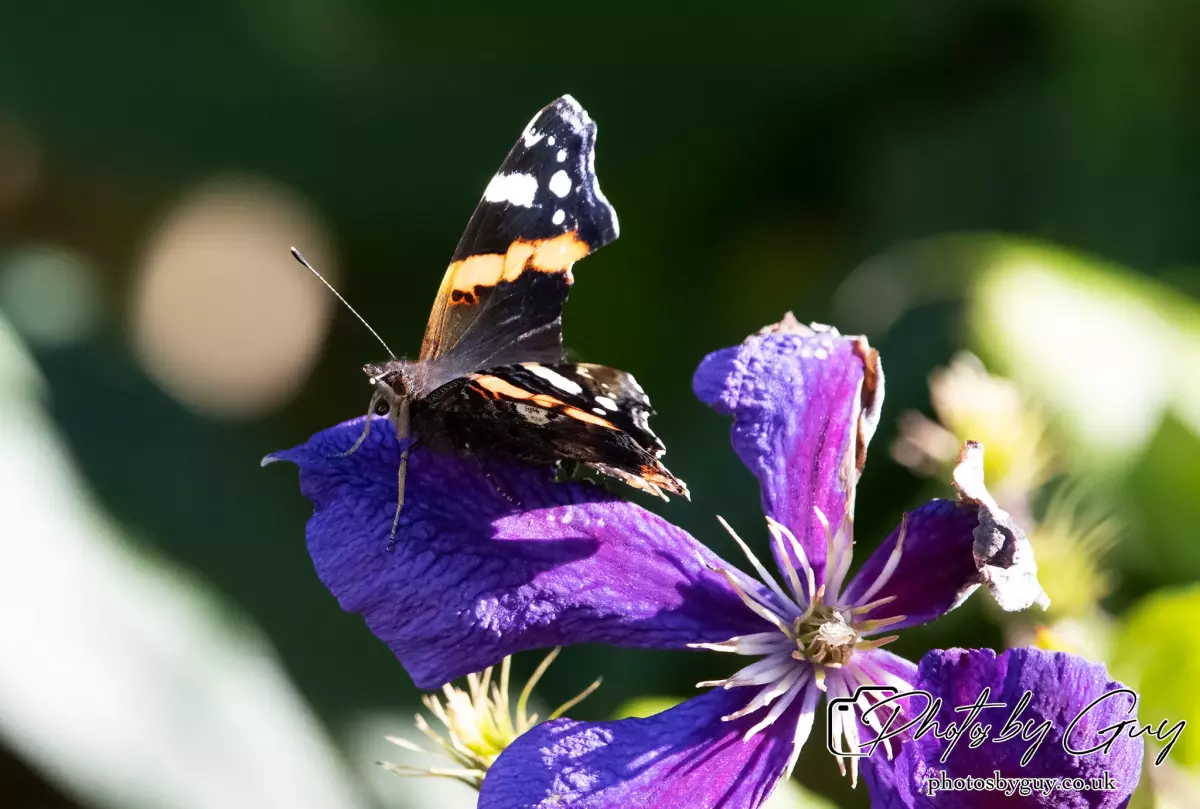 16 September 2024 red Admrial Parkside, Cumbria