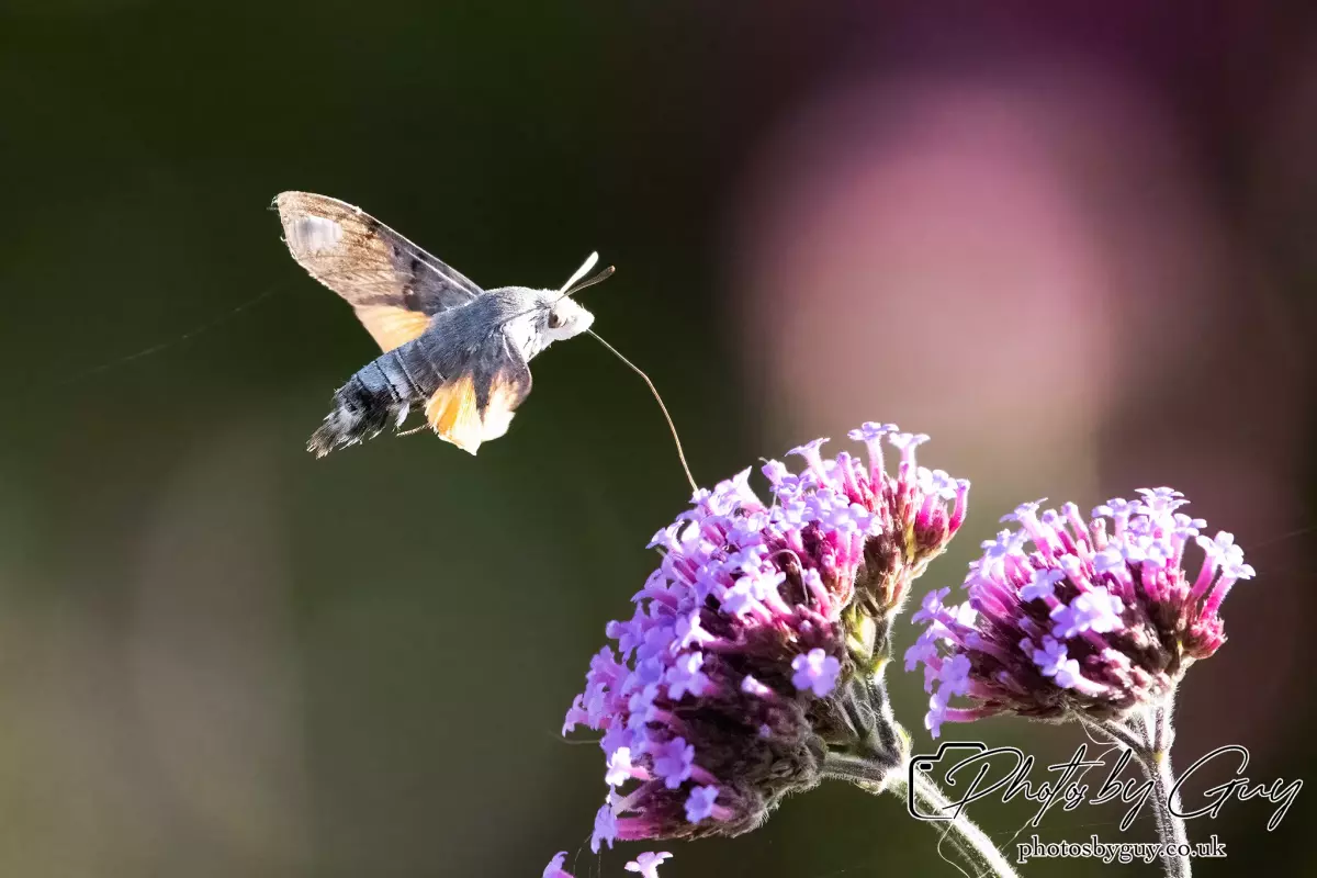 16 September 2024 Humming bird hawk moth, Parkside, Cumbria
