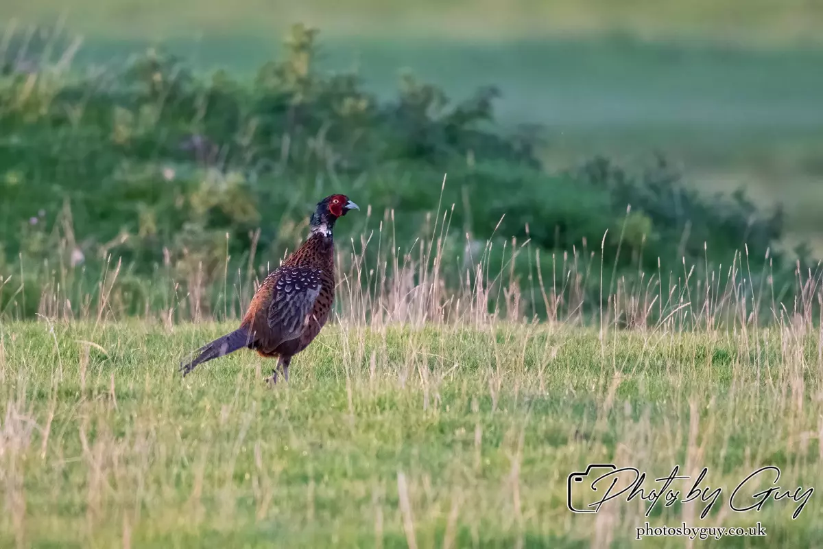 22 Sept 2024 : Pheasant, Parkside, Cumbria