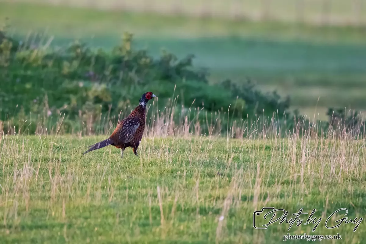 22 Sept 2024 : Pheasant, Parkside, Cumbria
