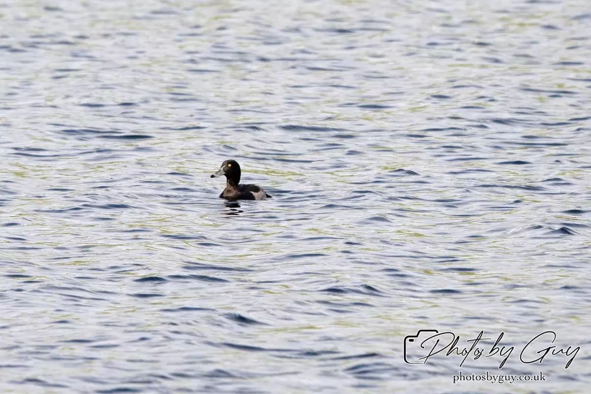 22 Sept 2024 : Tufted Duck, Cogra Moss, Ennerdale