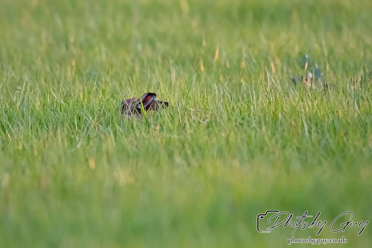 24 Sept 2024 : Hare, West Cumbria