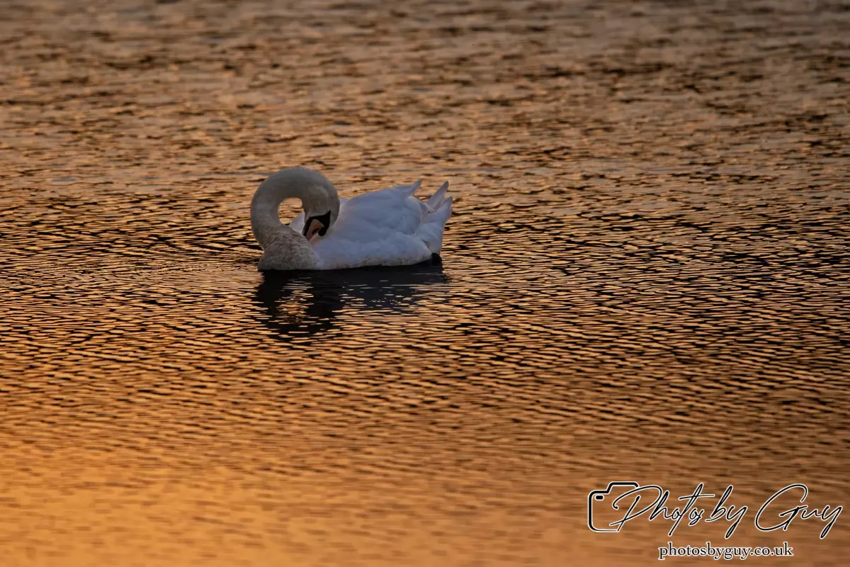 24 Sept 2024 : Mute Swan, Parkside, Cumbria