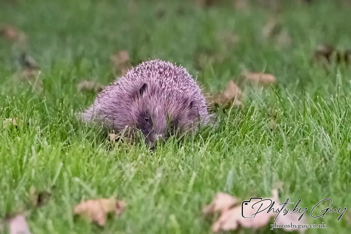22 Sept 2024 : Hedgehog, Parkside, Cumbria