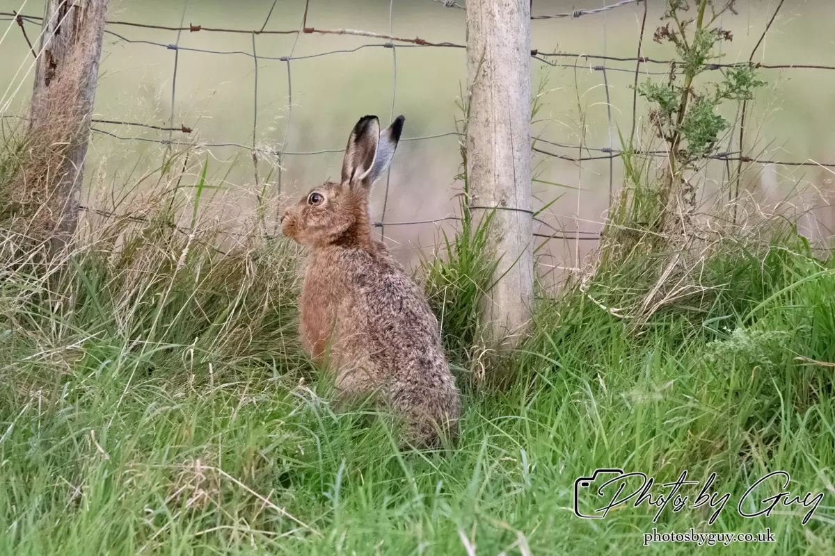 24 Sept 2024, Brown Hare, West Cumbria