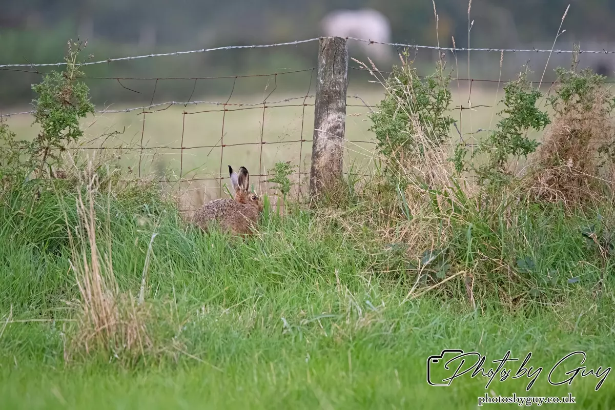 24 Sept 2024, Brown Hare, West Cumbria