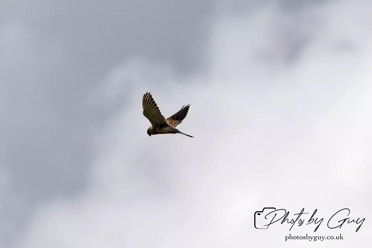 27 September 2024 : Parkside, Cleator Moor, CumbriaKestrel in flight