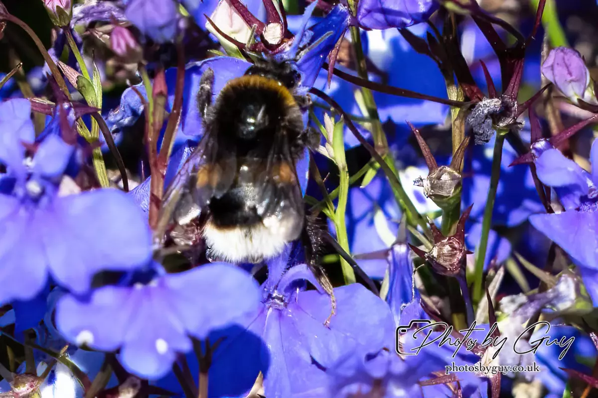 27 Sept 24 : Buff tailed bummble, Parkside, Cleator Moor, Cumbria