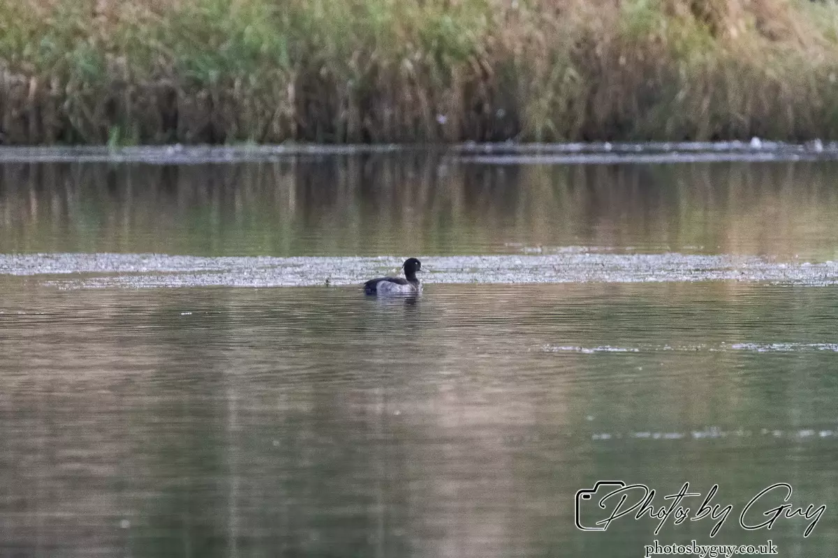 T27 September 2024 : Longlands Lake, Cleator, CumbriaTufted Duck