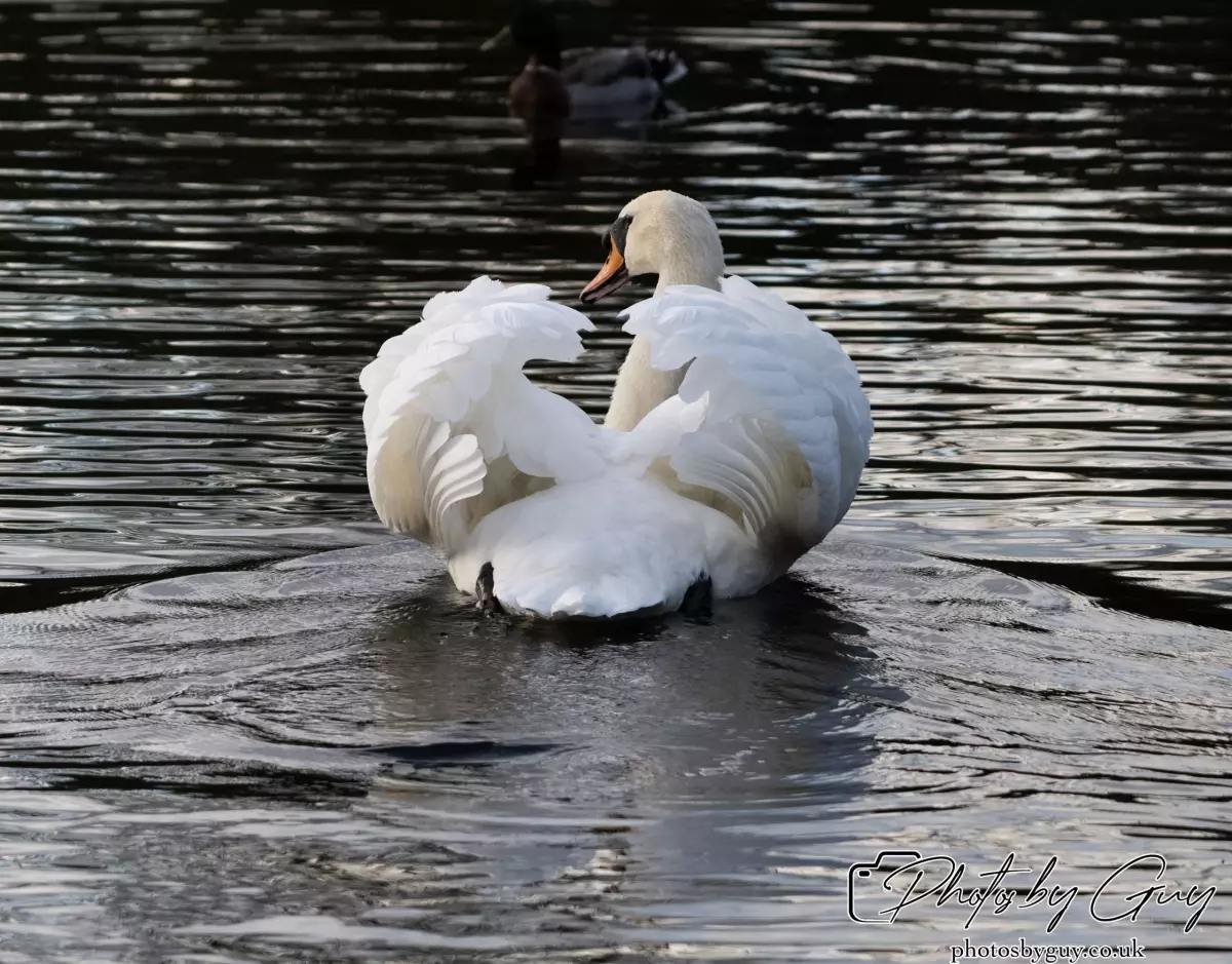 Mute Swan