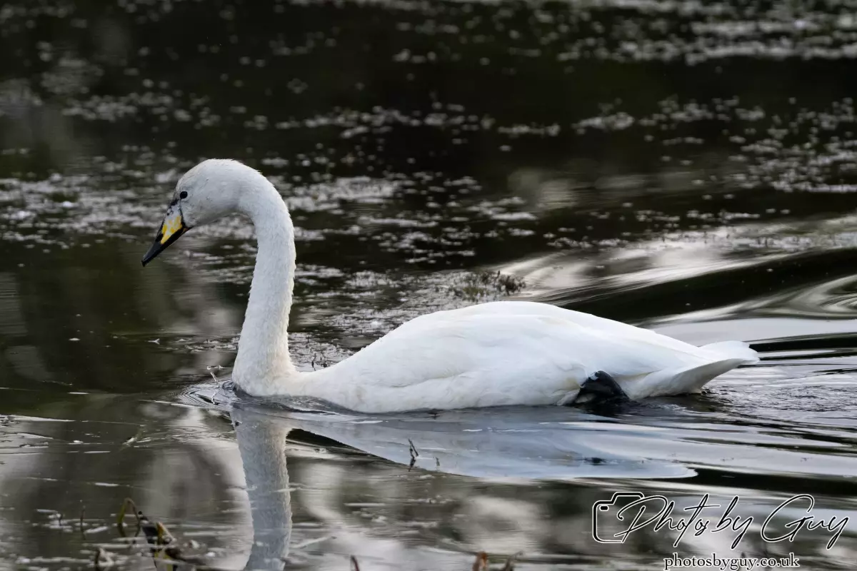 27 September 2024 : Longlands Lake, Cleator, CumbriaWhooper Swan