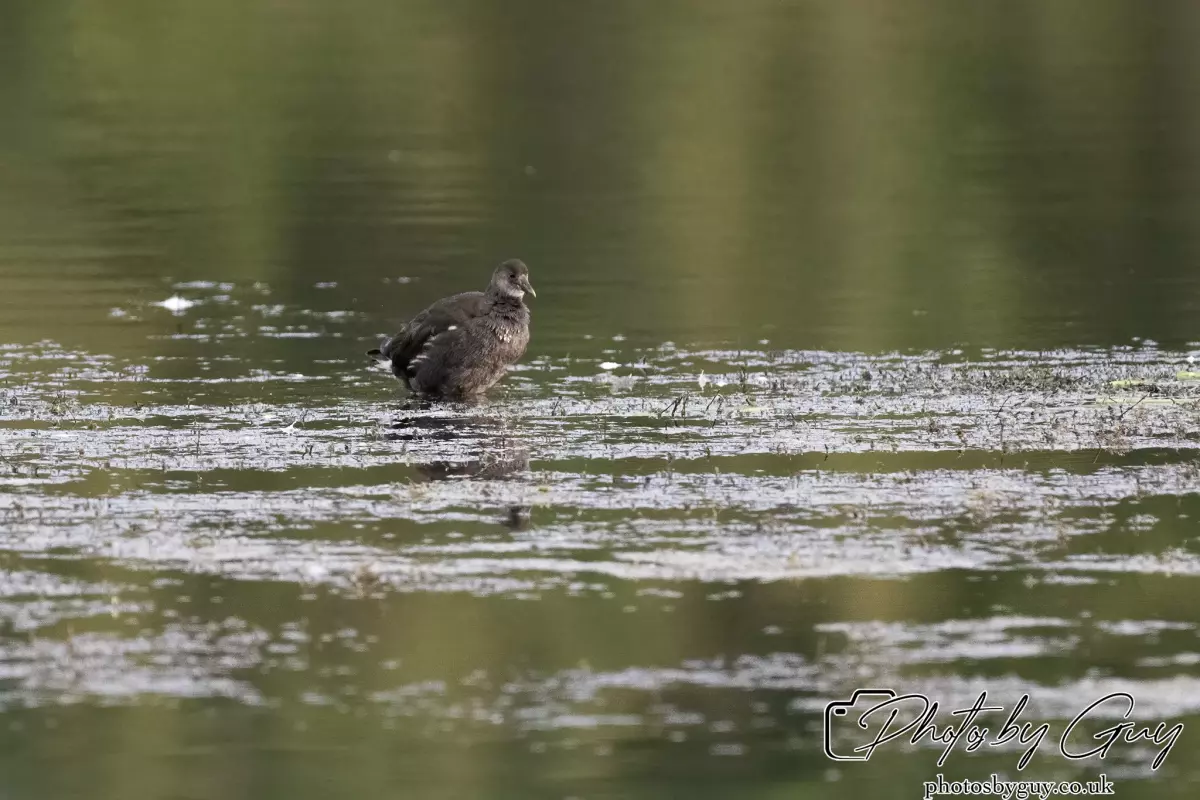 27 September 2024 : Longlands Lake, Cleator, CumbriaJuvinile Moorhen