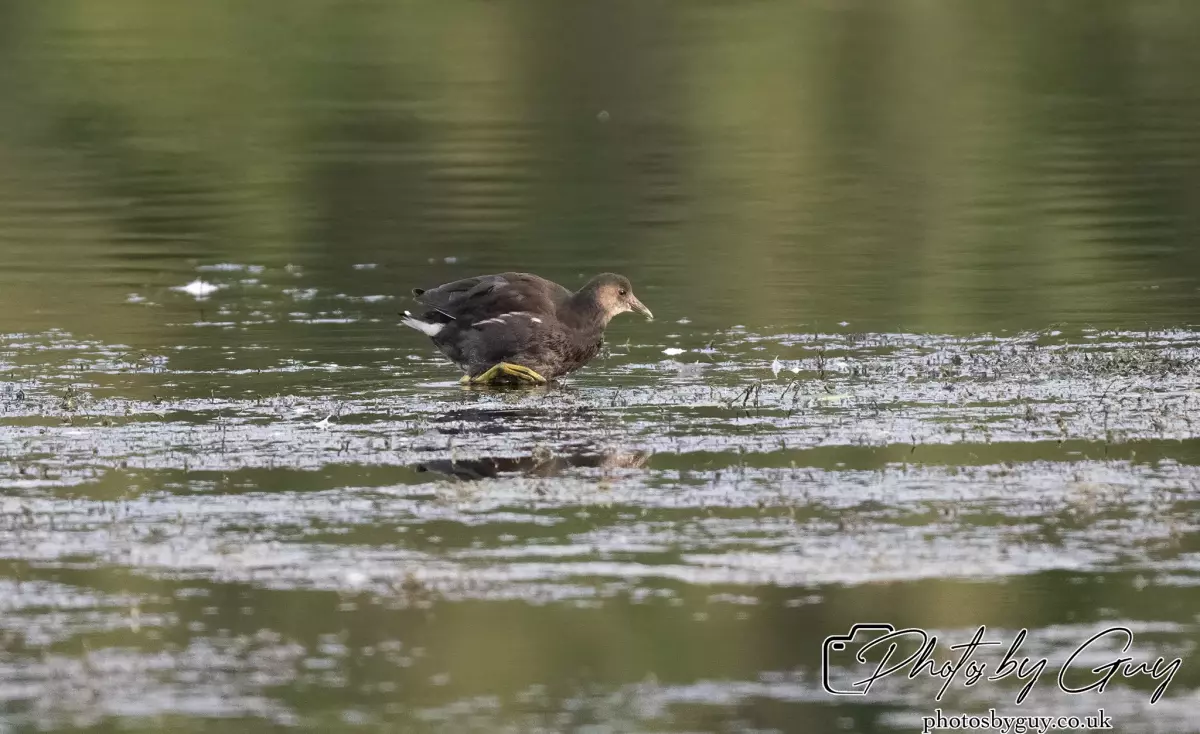 27 September 2024 : Longlands Lake, Cleator, CumbriaJuvinile Moorhen