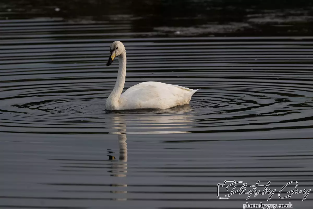 27 September 2024 : Longlands Lake, Cleator, CumbriaWhooper Swan