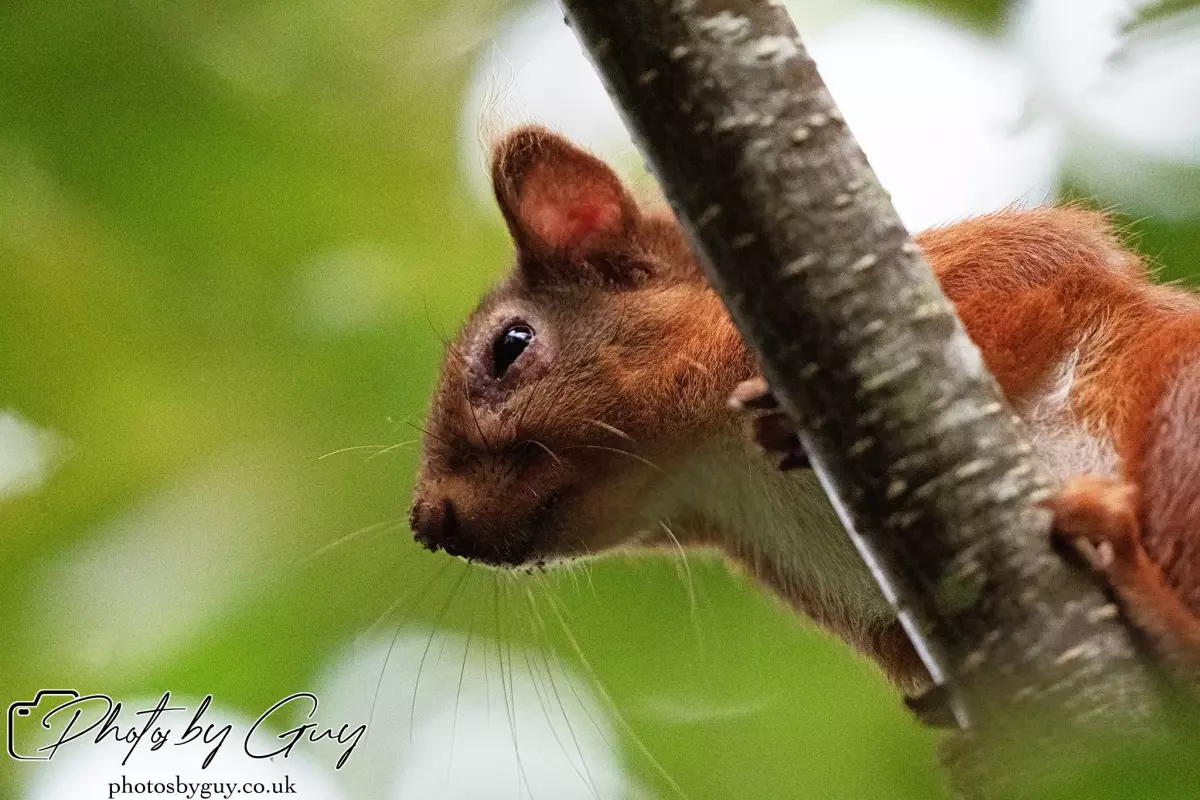 27 September 2024 : Longlands Lake, Cleator, CumbriaRed Squirrel