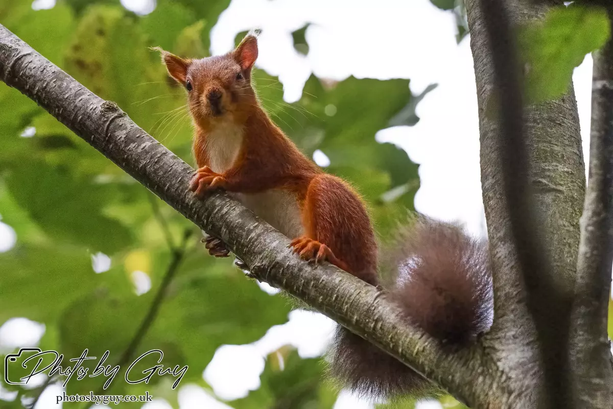 27 September 2024 : Longlands Lake, Cleator, CumbriaRed Squirrel