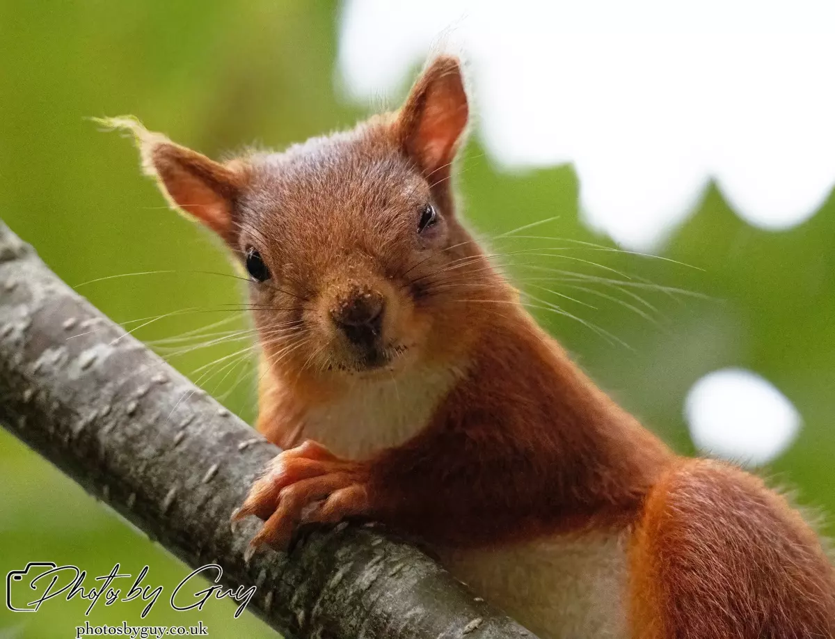 27 September 2024 : Longlands Lake, Cleator, CumbriaRed Squirrel