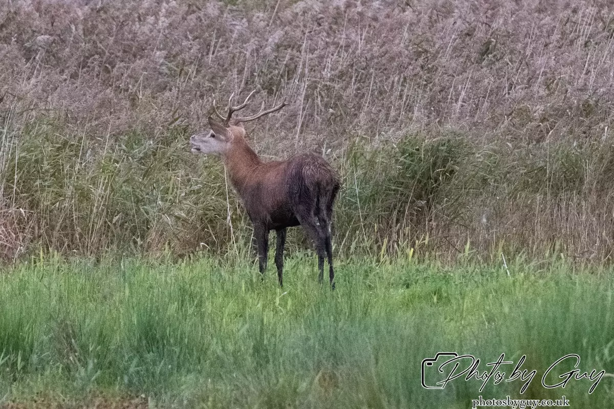 02 September 2024 : RSPB Leighton Moss, Silverdale, Lancashire - Red Deer