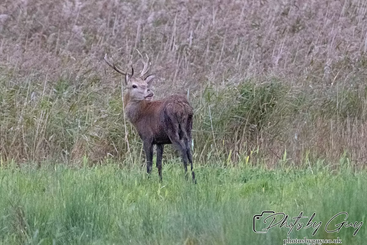 02 September 2024 : RSPB Leighton Moss, Silverdale, Lancashire - Red Deer
