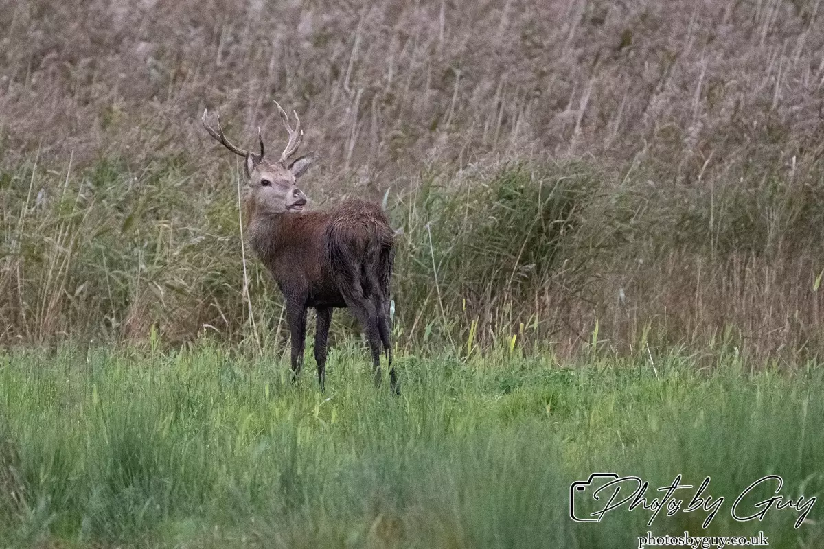 02 September 2024 : RSPB Leighton Moss, Silverdale, Lancashire - Red Deer
