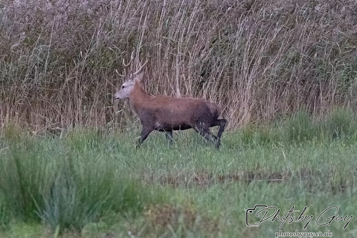 02 September 2024 : RSPB Leighton Moss, Silverdale, Lancashire - Red Deer