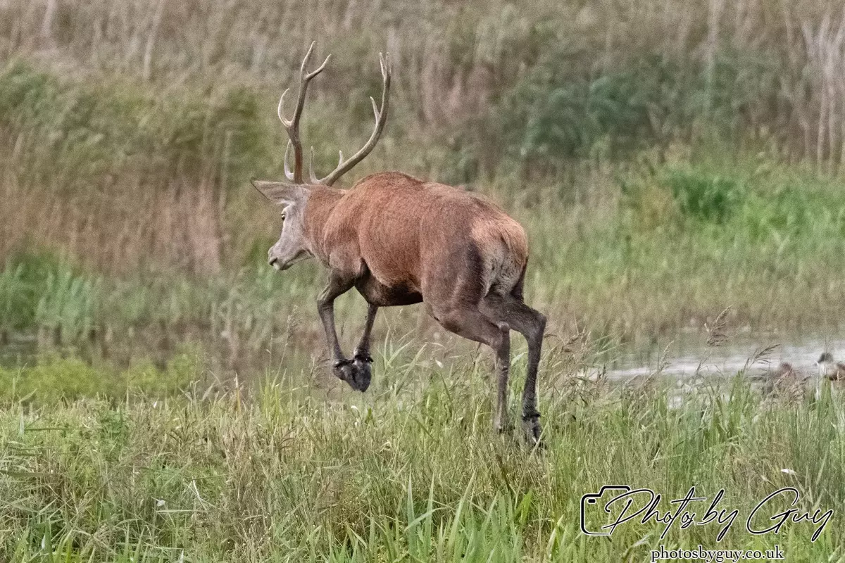 02 September 2024 : RSPB Leighton Moss, Silverdale, Lancashire - Red Deer