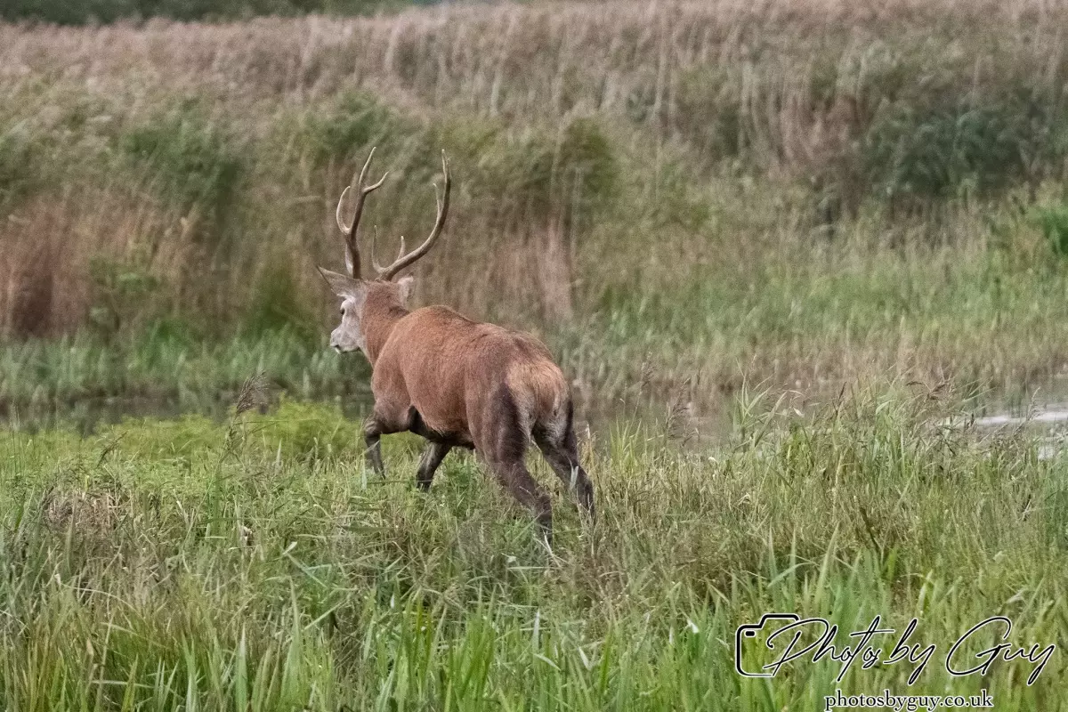 02 September 2024 : RSPB Leighton Moss, Silverdale, Lancashire - Red Deer