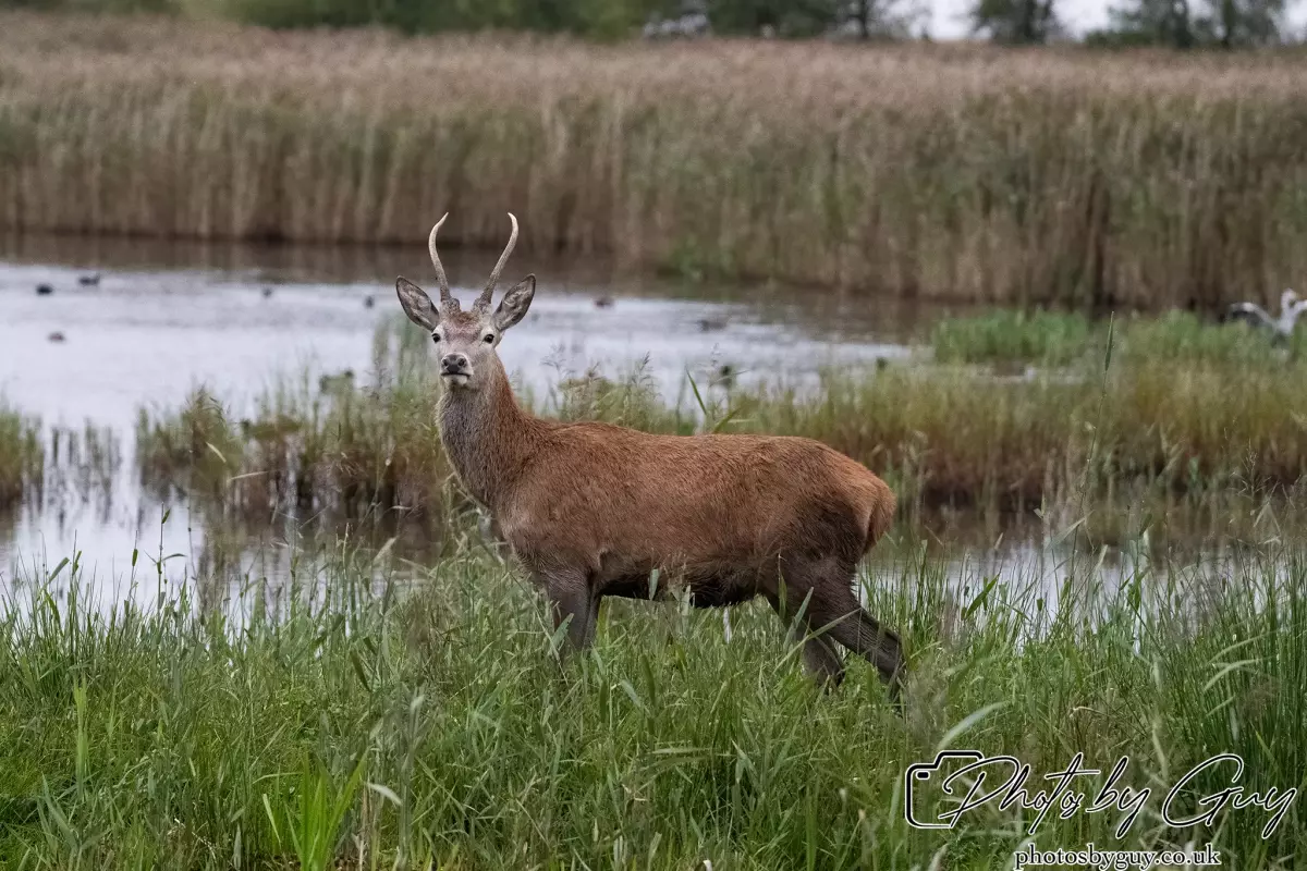 02 September 2024 : RSPB Leighton Moss, Silverdale, Lancashire - Red Deer