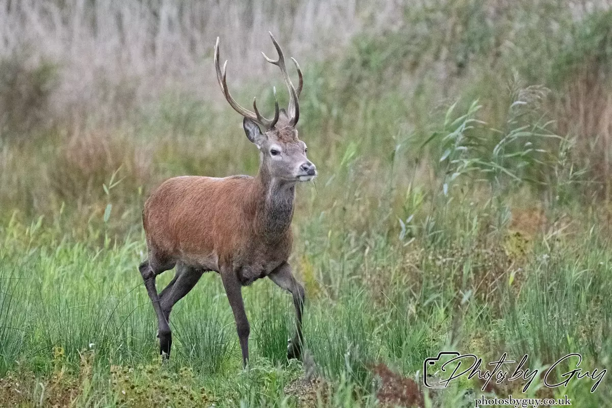 02 September 2024 : RSPB Leighton Moss, Silverdale, Lancashire - Red Deer