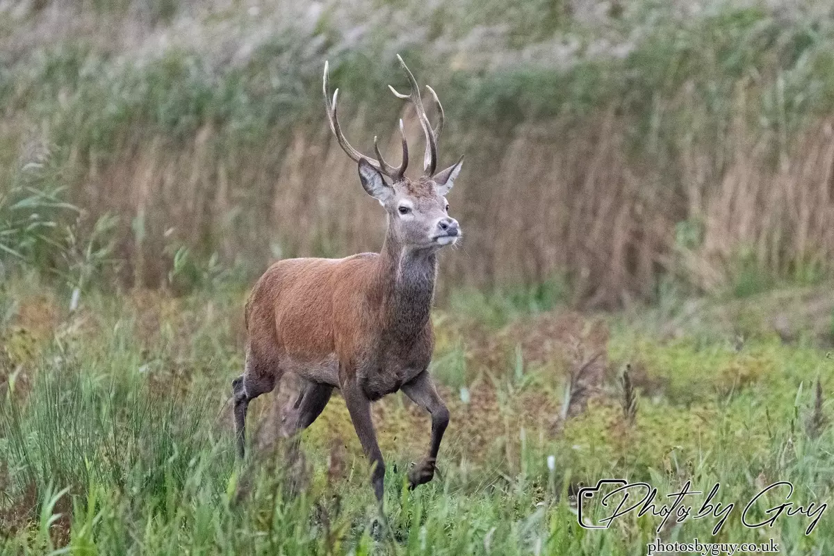 02 September 2024 : RSPB Leighton Moss, Silverdale, Lancashire - Red Deer