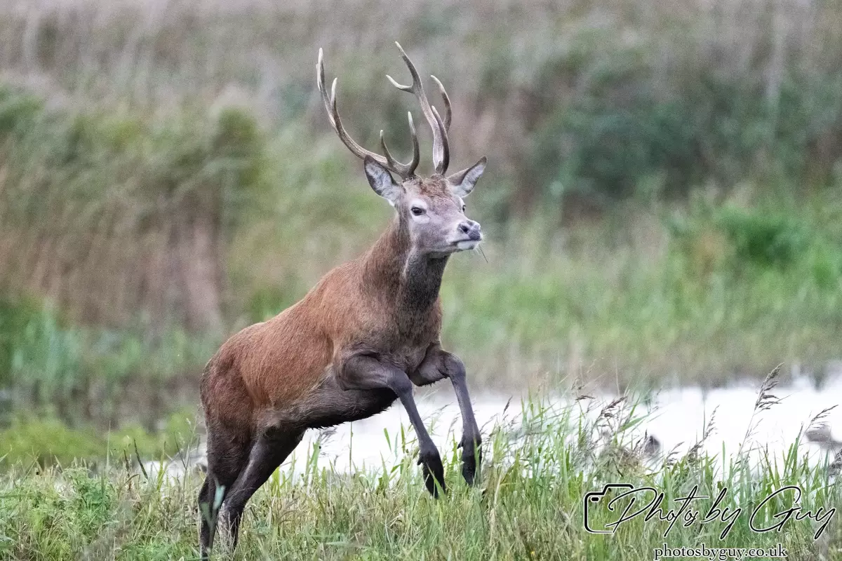 02 September 2024 : RSPB Leighton Moss, Silverdale, Lancashire - Red Deer
