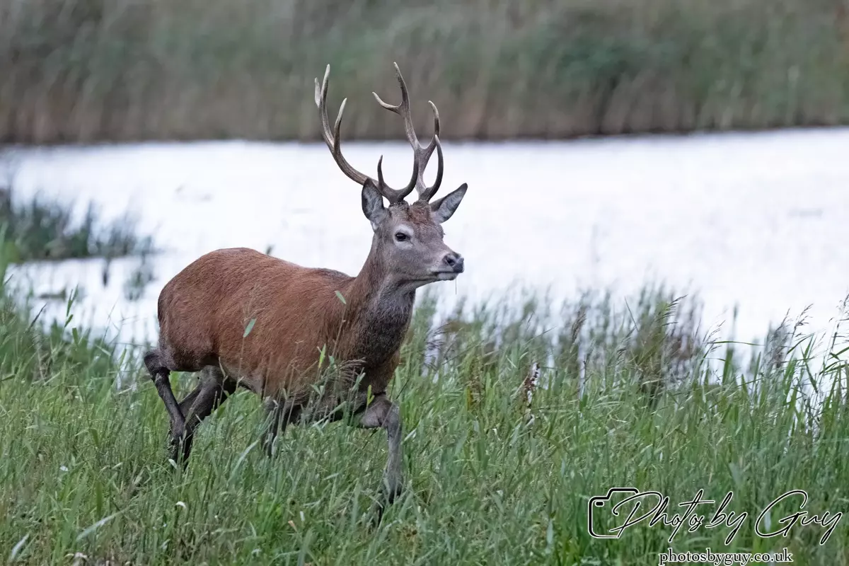 02 September 2024 : RSPB Leighton Moss, Silverdale, Lancashire - Red Deer