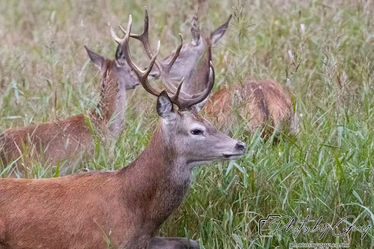 02 September 2024 : RSPB Leighton Moss, Silverdale, Lancashire - Red Deer