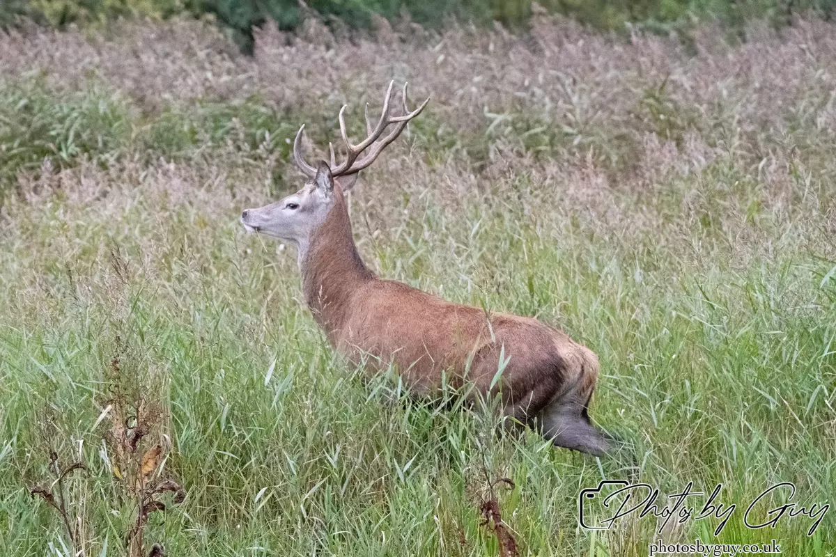 02 September 2024 : RSPB Leighton Moss, Silverdale, Lancashire - Red Deer