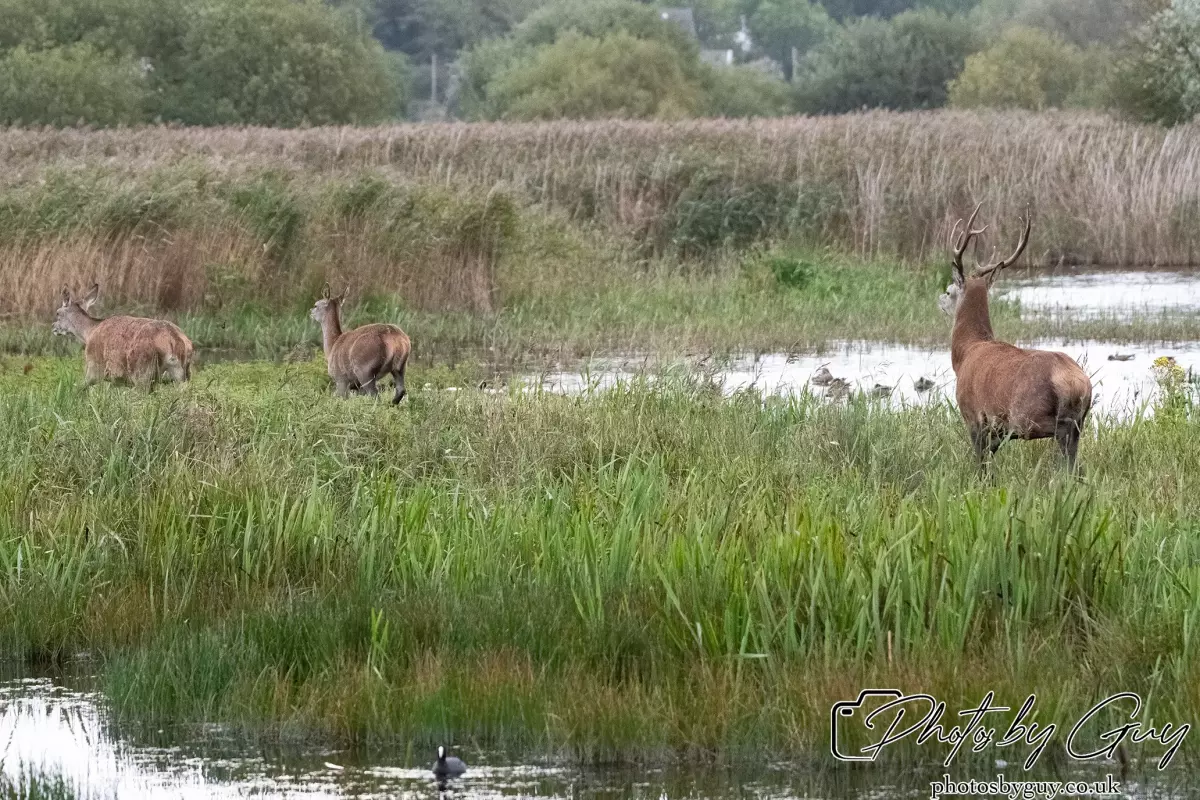 02 September 2024 : RSPB Leighton Moss, Silverdale, Lancashire - Red Deer