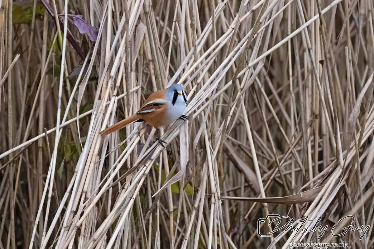 02 September 2024 : RSPB Leighton Moss, Silverdale, Lancashire - Bearded Reedlings / Bearded Tits