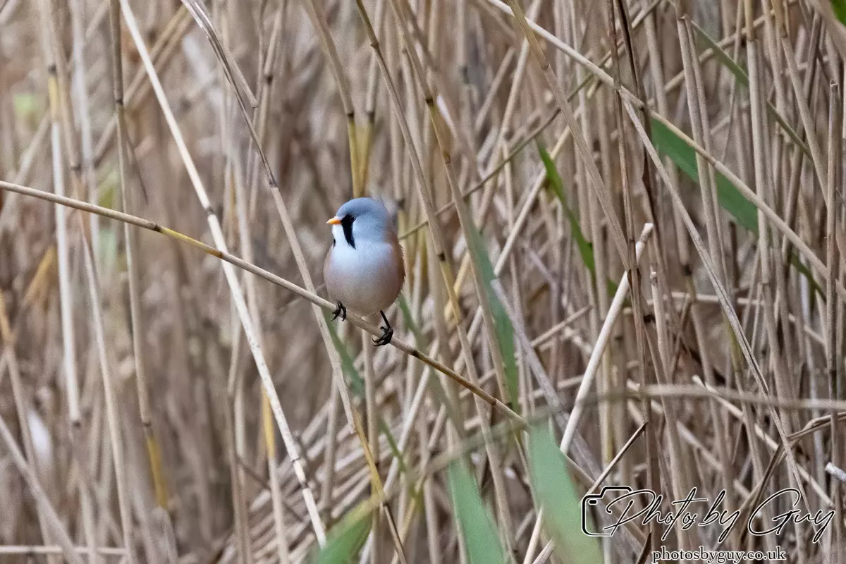 02 September 2024 : RSPB Leighton Moss, Silverdale, Lancashire - Bearded Reedlings / Bearded Tits
