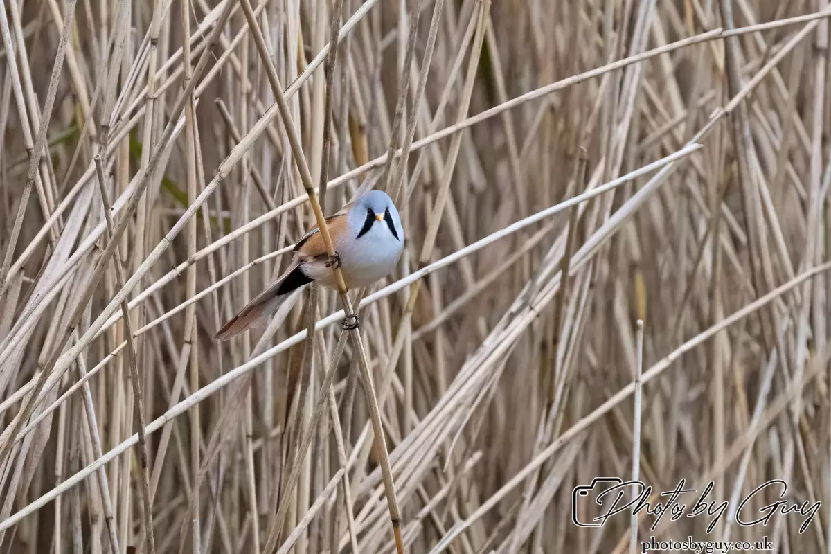 02 September 2024 : RSPB Leighton Moss, Silverdale, Lancashire - Bearded Reedlings / Bearded Tits