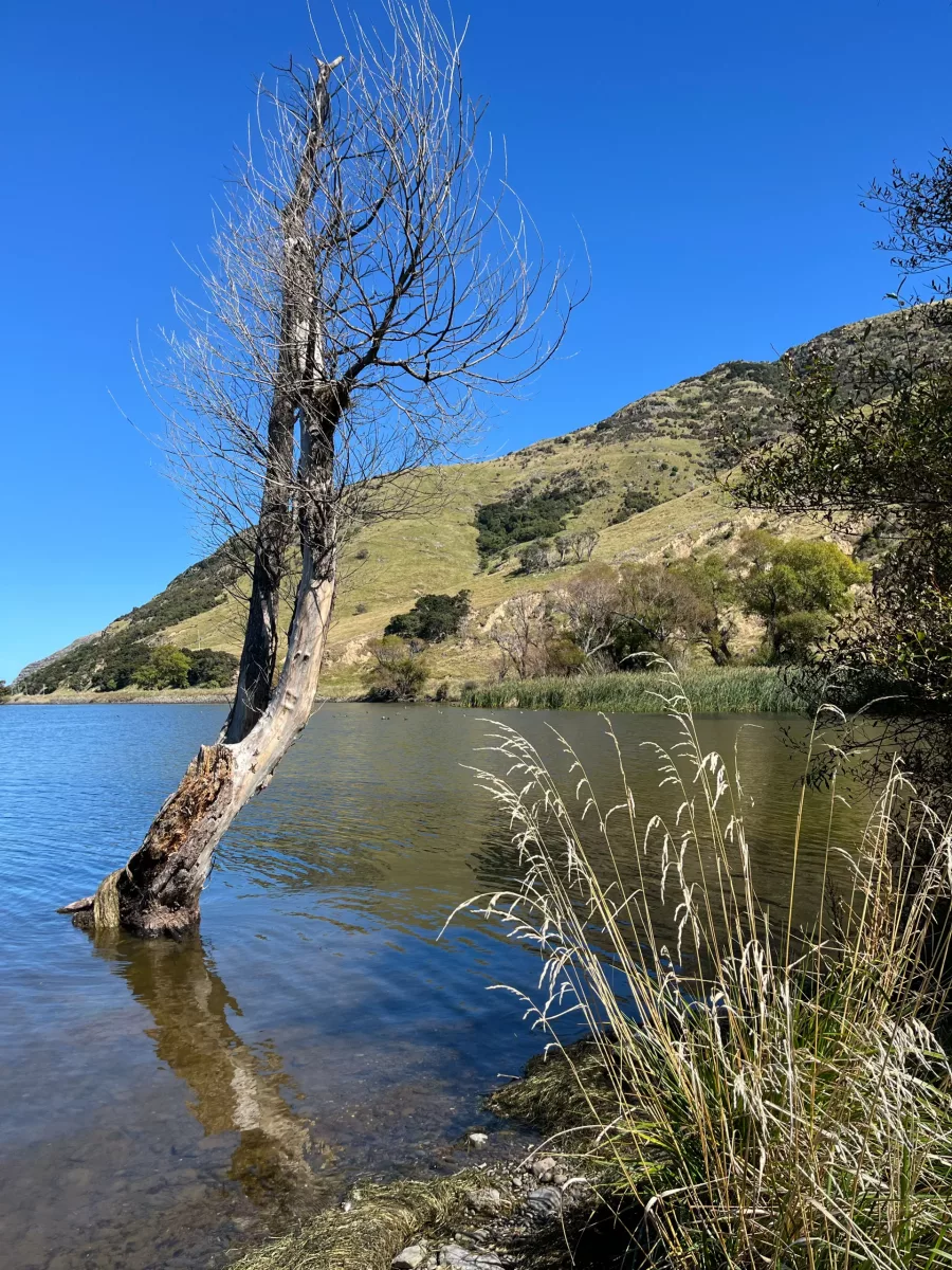 6 March 2025 - Akora, South Island, New Zealand