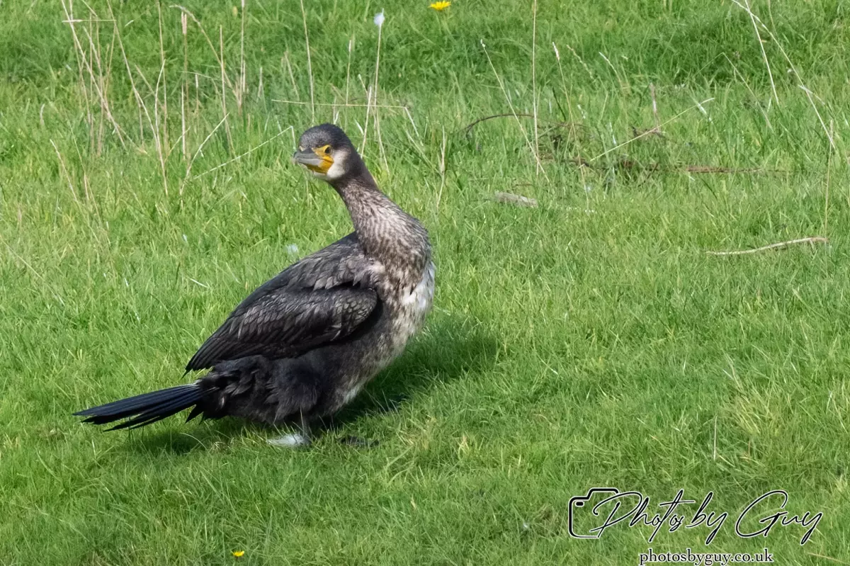 7 October 2024 : Parkside, Cleator Moor, CumbriaCormorant on the pond