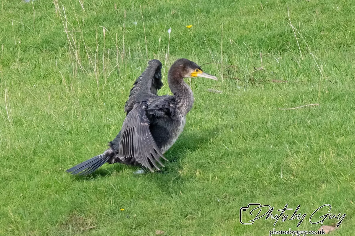 7 October 2024 : Parkside, Cleator Moor, CumbriaCormorant by the pond