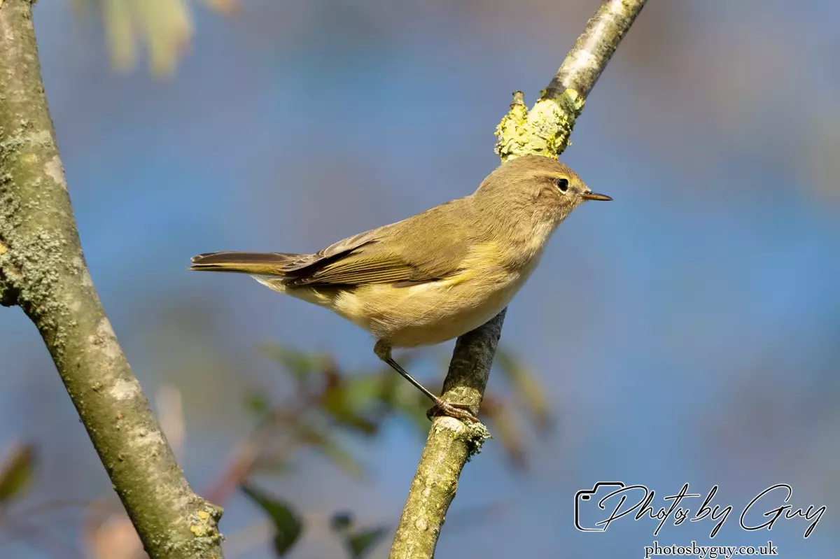 7 October 2024 : Parkside, Cleator Moor, CumbriaChiffchaff in the Garden