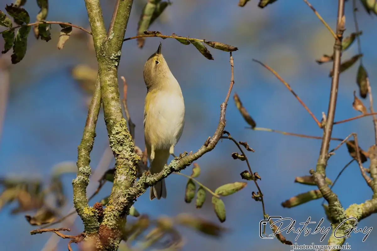 7 October 2024 : Parkside, Cleator Moor, CumbriaChiffchaff in the Garden