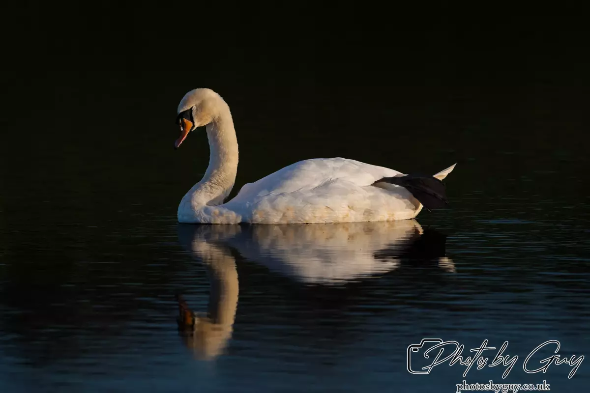 7 October 2024 : Parkside, Cleator Moor, CumbriaMute Swan the evening light